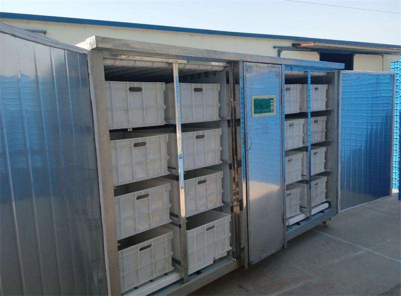 发湖北利川500斤不锈钢豆芽机一台