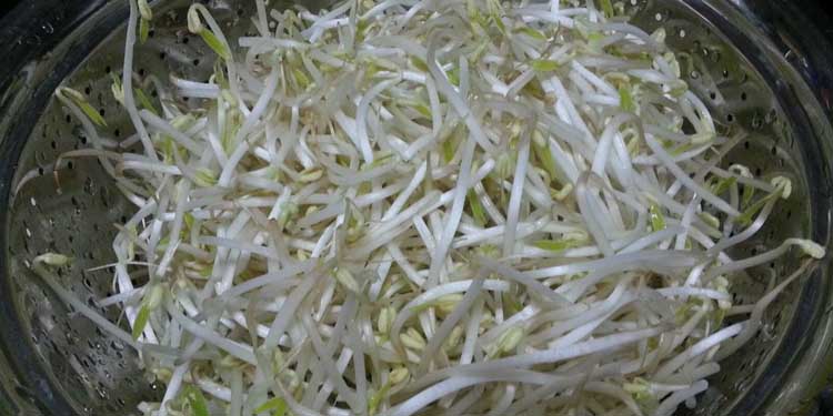豆芽红根是什么原因导致的
